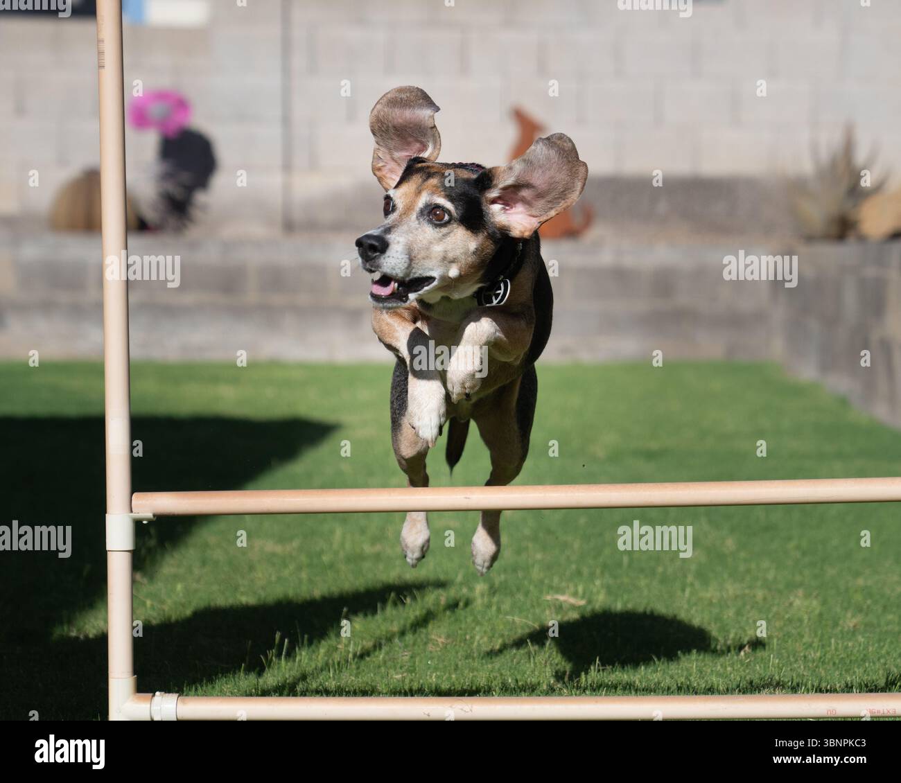 Beagle avec ses oreilles levées allant au-dessus d'un saut d'agilité de pratique Banque D'Images