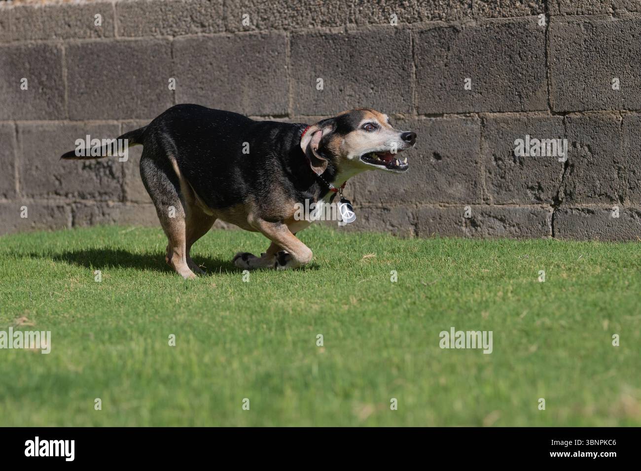 Vue latérale d'un beagle trébuchant alors qu'il court dans l'herbe Banque D'Images
