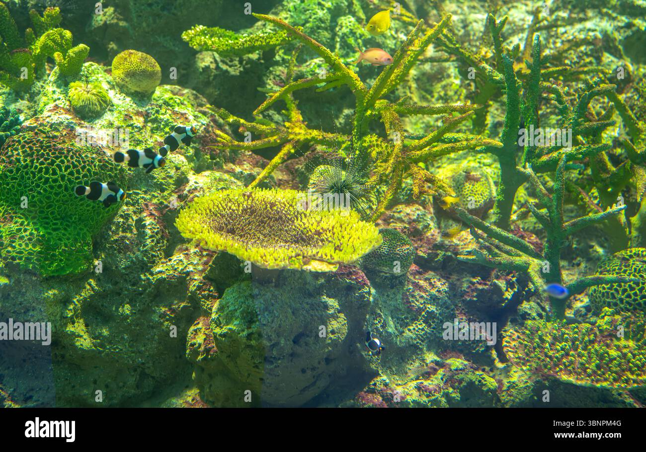 Écosystème de récifs coralliens sous-marins dynamique regorgeant d'espèces de poissons tropicaux diverses et de formations d'algues colorées dans des eaux cristallines de l'océan Banque D'Images