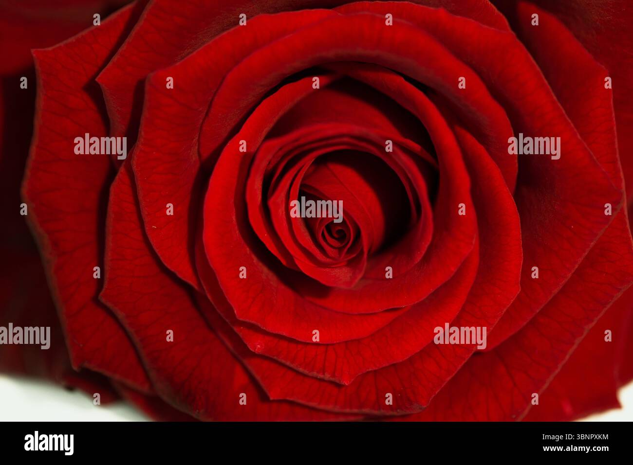L'illustration vectorielle montre la fleur de rose rouge veloutée avec des veines, bourgeon en spirale, toile de fond neutre Banque D'Images