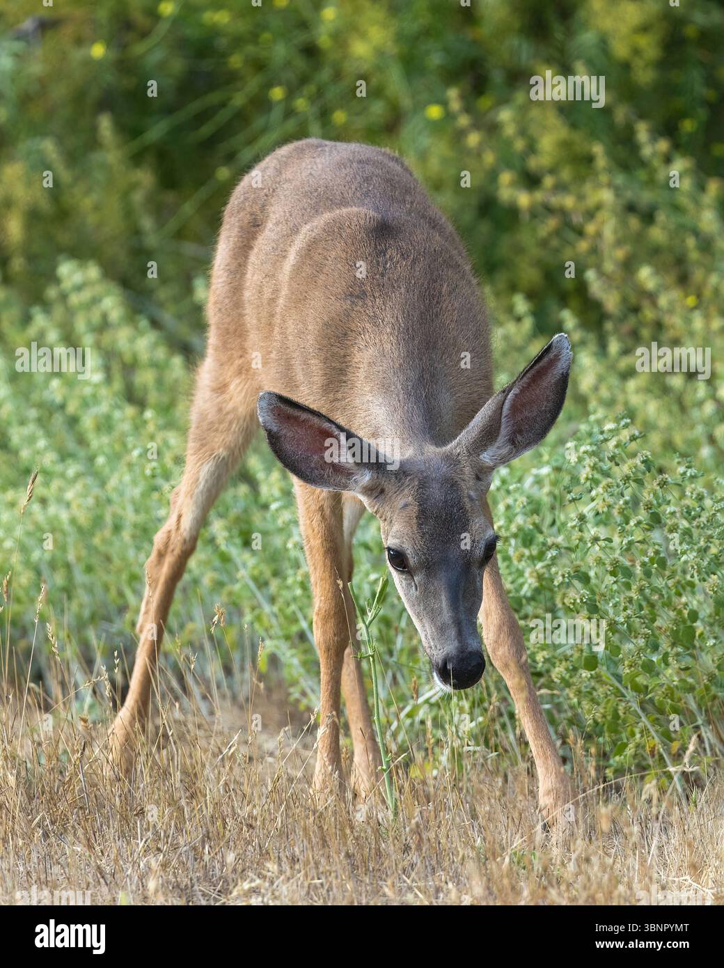 Pâturage de jeunes cerfs de queue noire. McClellan Ranch Park, comté de Santa Clara, Californie. Banque D'Images