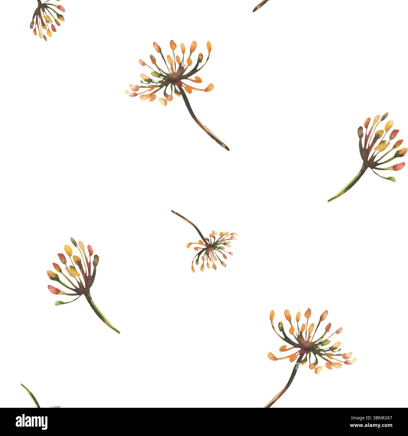 Motif sans couture d'aneth ou de fenouil. Aquarelle illustration dessinée à la main. Branches de fleurs séchées, brins avec graines, inflorescence, parapluie. Clipart Banque D'Images