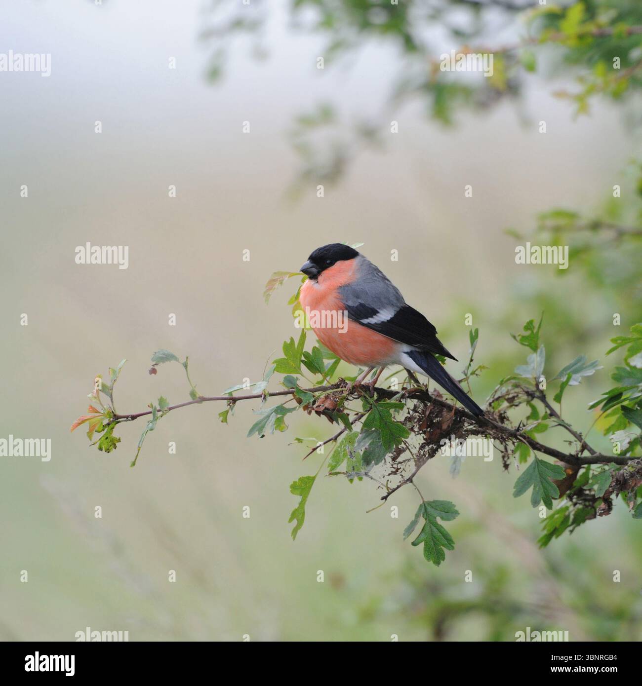 Beau bullfinch eurasien coloré au printemps, coloré, bien connu et commun oiseau de chant tout au long de Europe.beautiful Banque D'Images