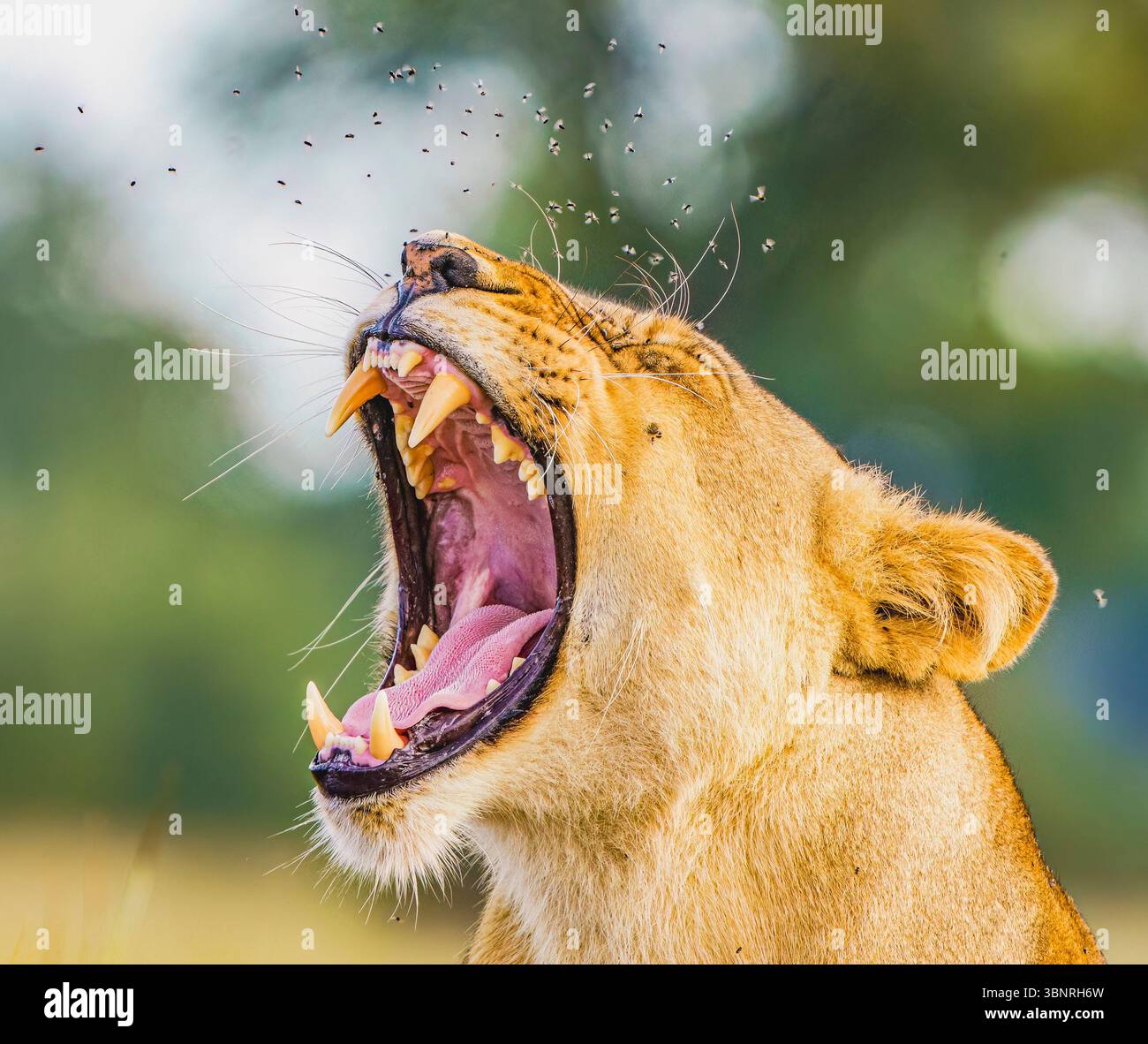 Femme Lion Yawning Banque D'Images