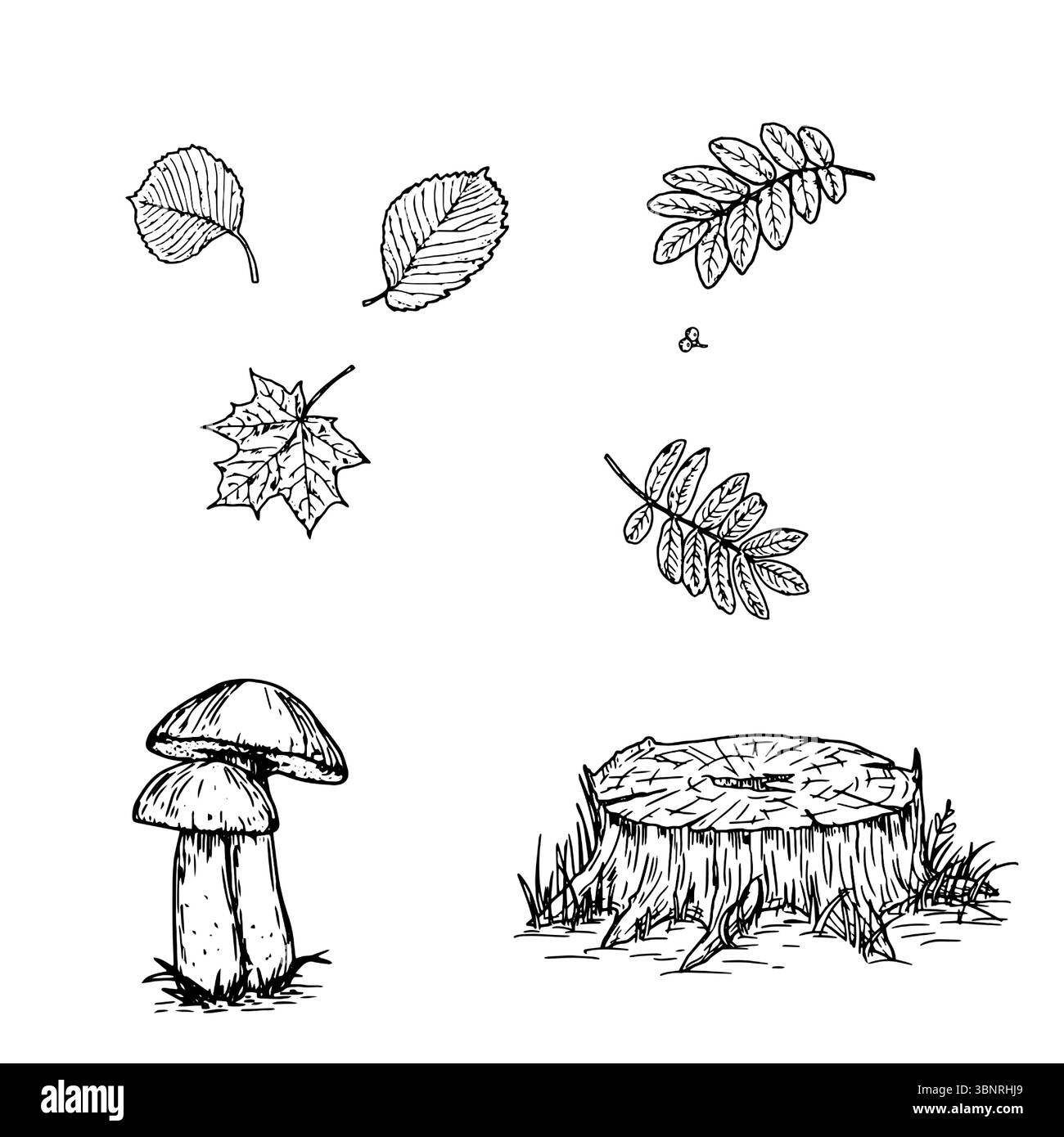 Souche sur le bord de la forêt en herbe, feuilles d'arbres et champignons, croquis noir et blanc. Illustration vectorielle. Ensemble de plantes d'automne et d'été, isolez Illustration de Vecteur