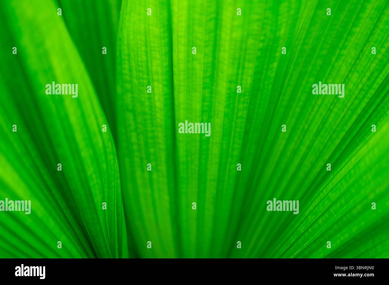 Le fond naturel des feuilles de palmier dans une forêt tropicale. Banque D'Images