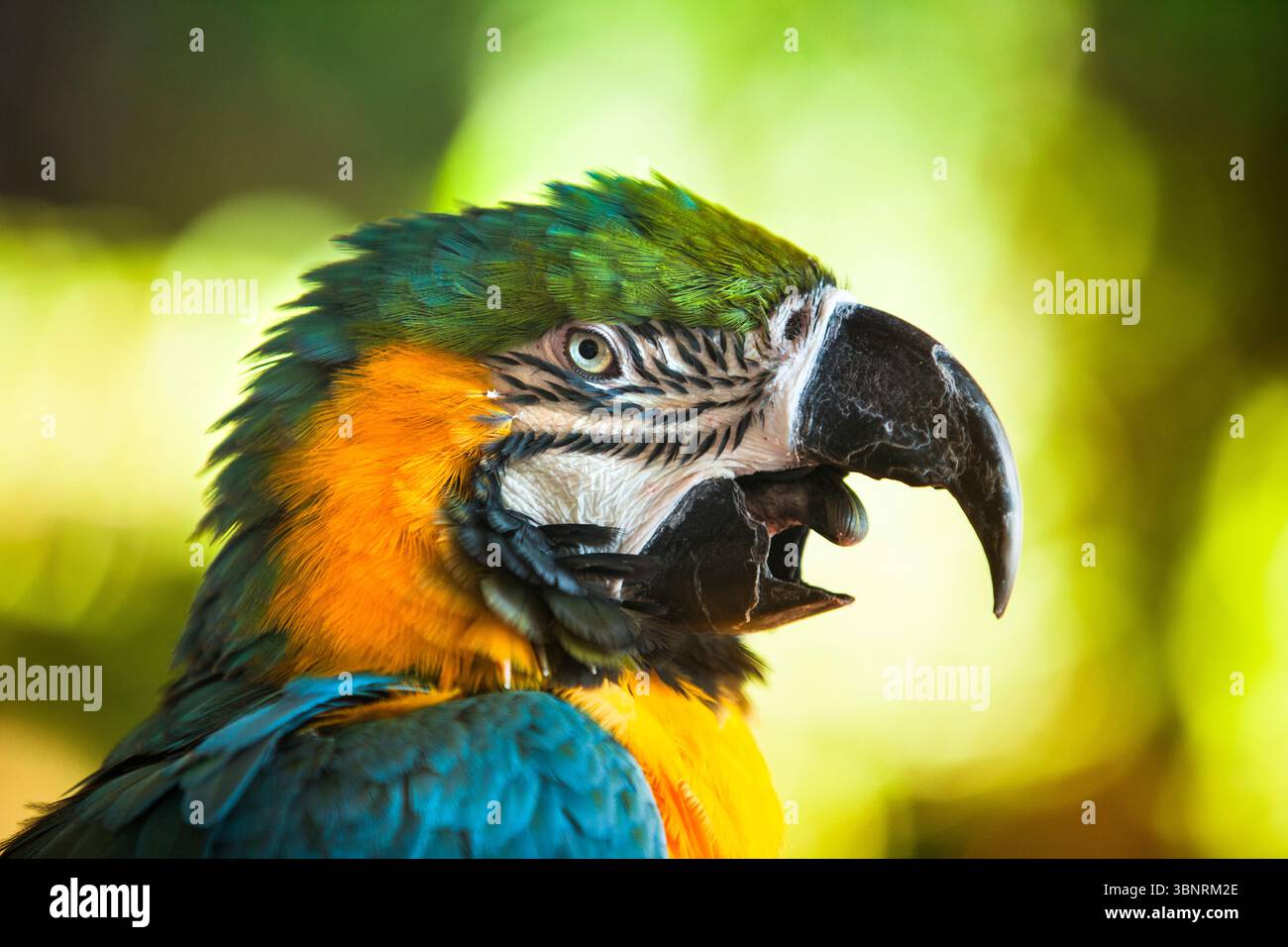 Le Macaw oiseau tropical est assis sur un perchoir de la jungle. Banque D'Images