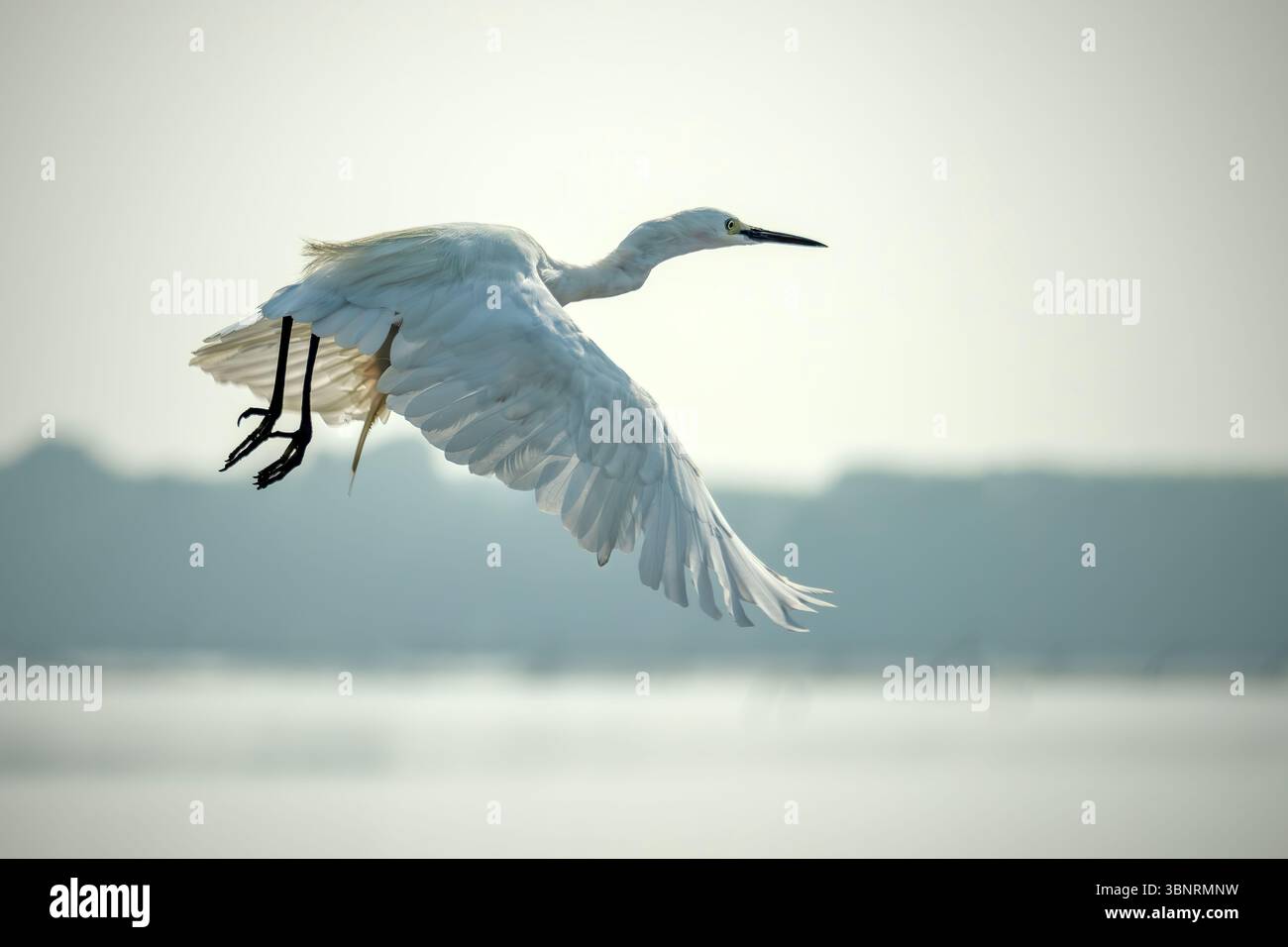 portrait de grande aigrette blanche Banque D'Images