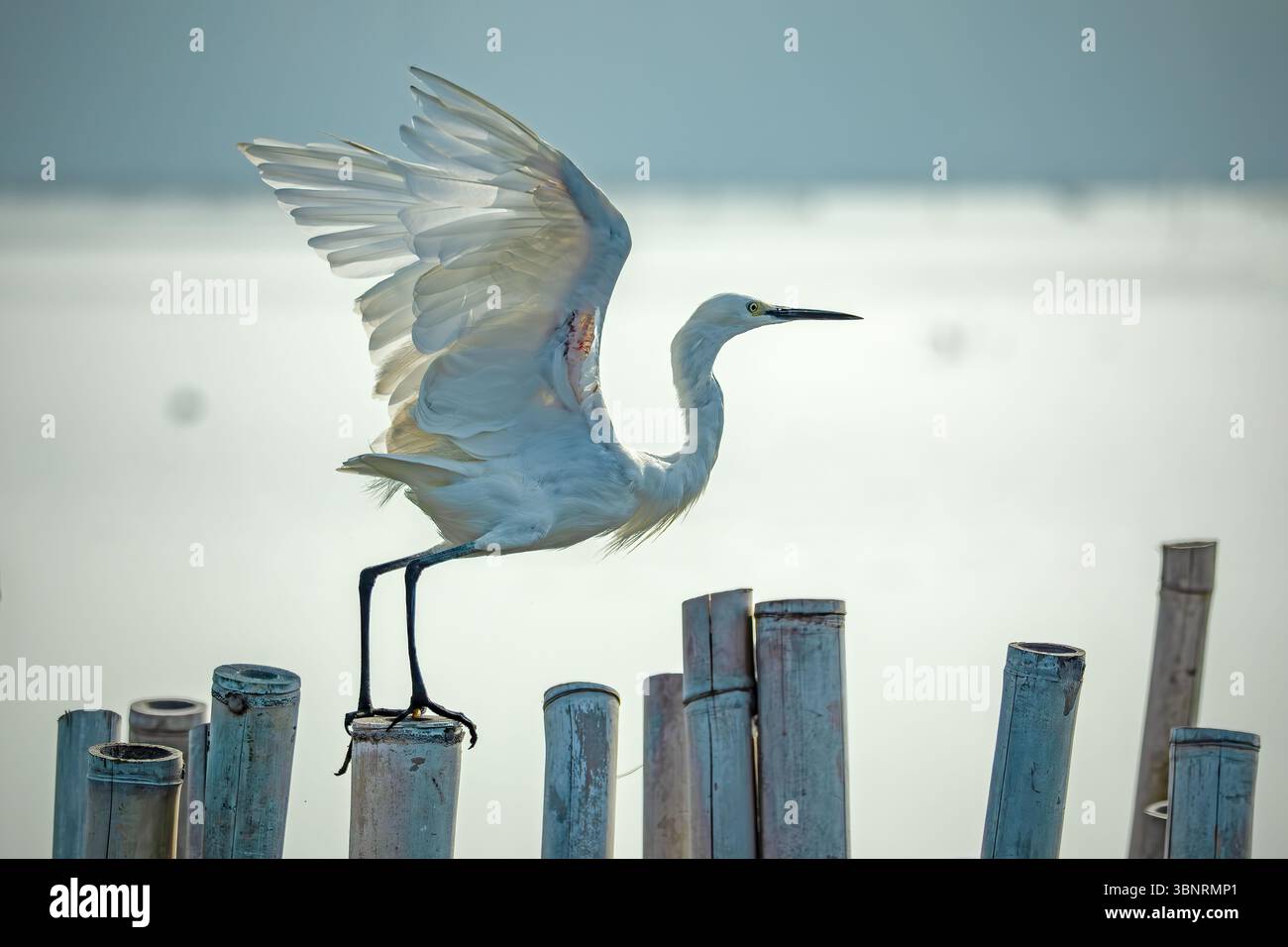 portrait de grande aigrette blanche Banque D'Images