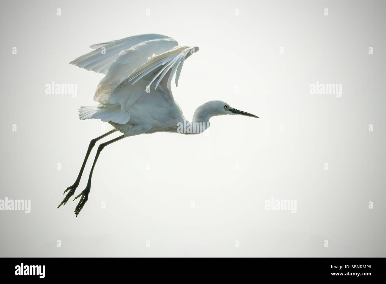 portrait de grande aigrette blanche Banque D'Images