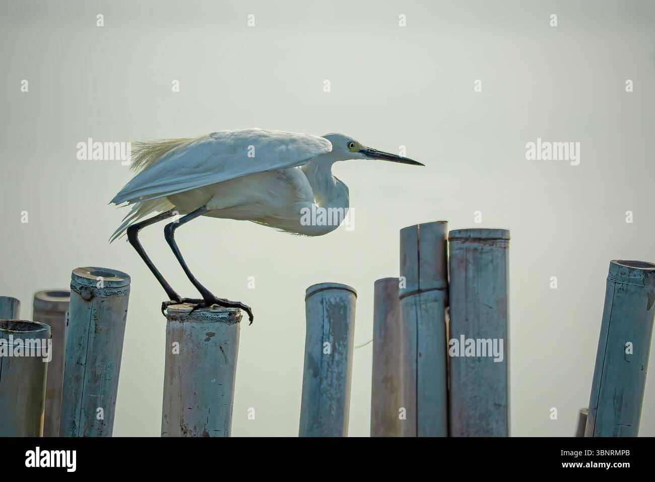 portrait de grande aigrette blanche Banque D'Images