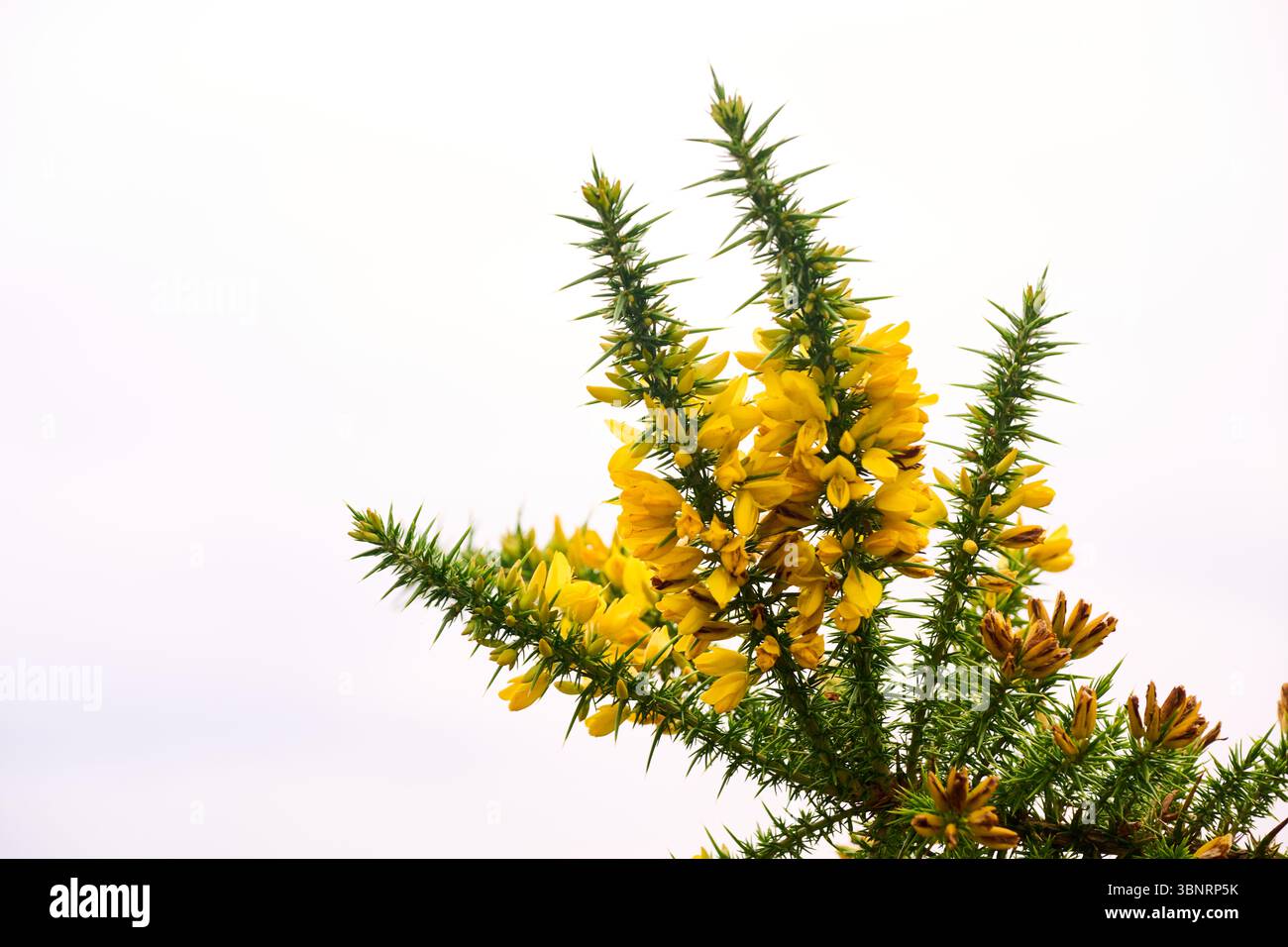 Les fleurs jaunes gorses se distinguent sur un ciel nuageux blanc doux, créant une scène joyeuse et vibrante dans la nature Banque D'Images