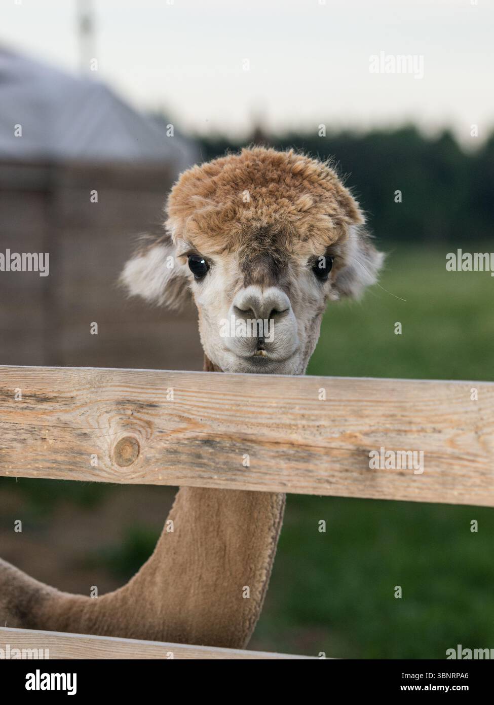 Alpaga regardant au-dessus d'une clôture en bois, portrait d'animal en gros plan, Estonie. Banque D'Images