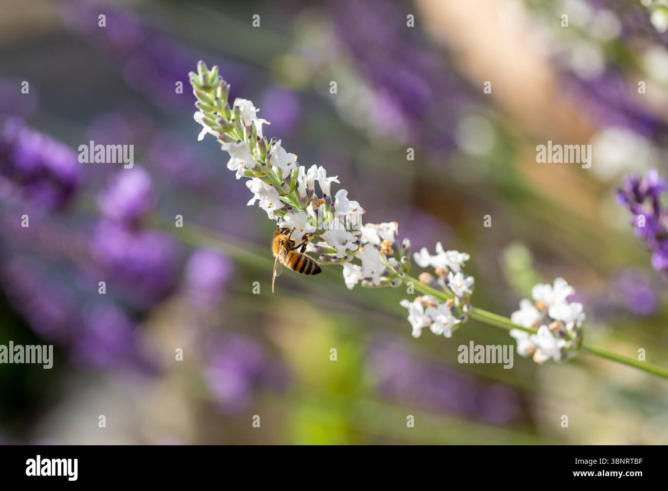 Une abeille à miel anglaise, Apis mellifera collectant le nectar des fleurs de lavande blanche Banque D'Images