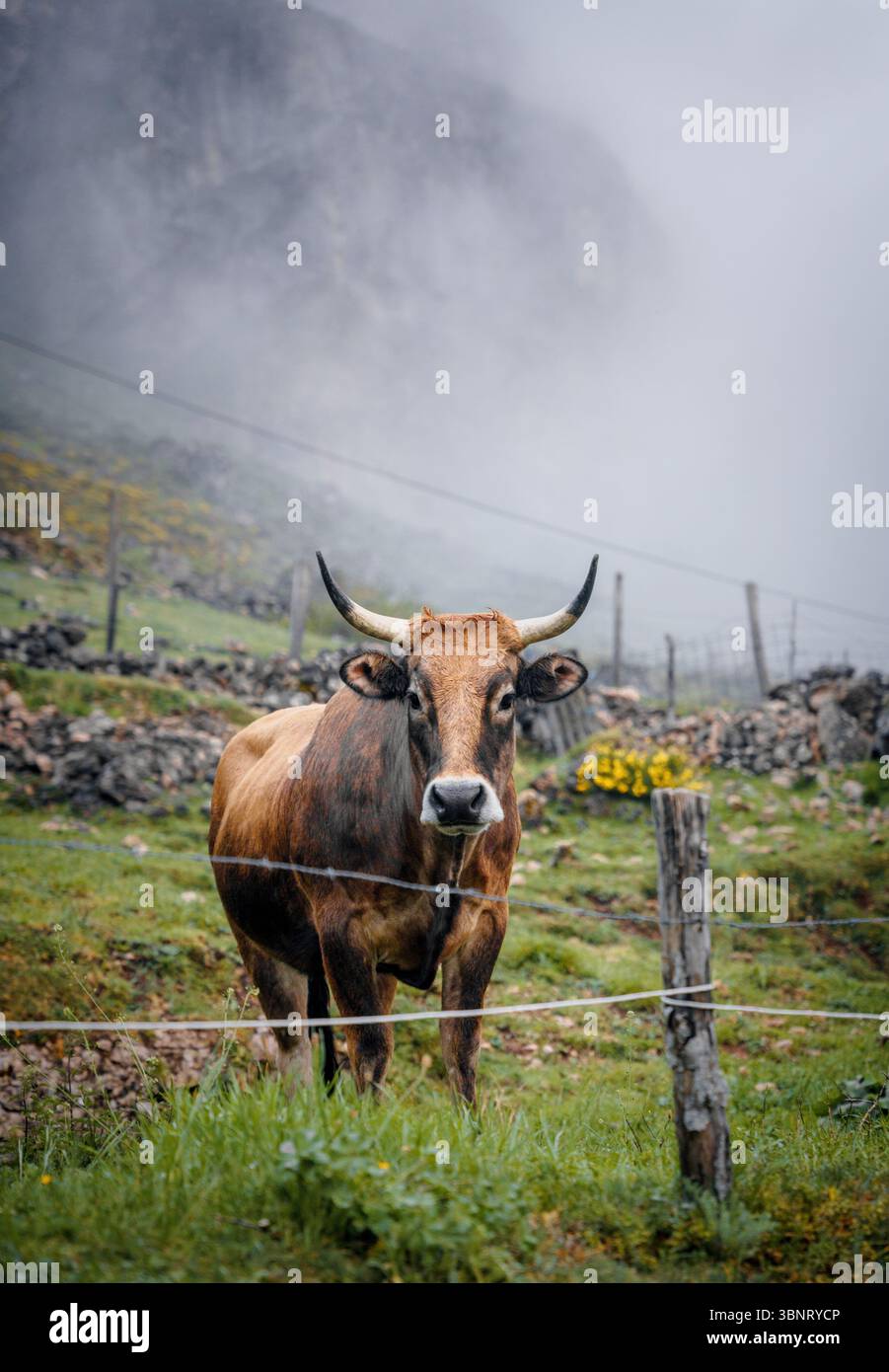 Vache brune dans la Valle de Lago, Asturies, nord de l'Espagne, un matin rural brumeux Banque D'Images