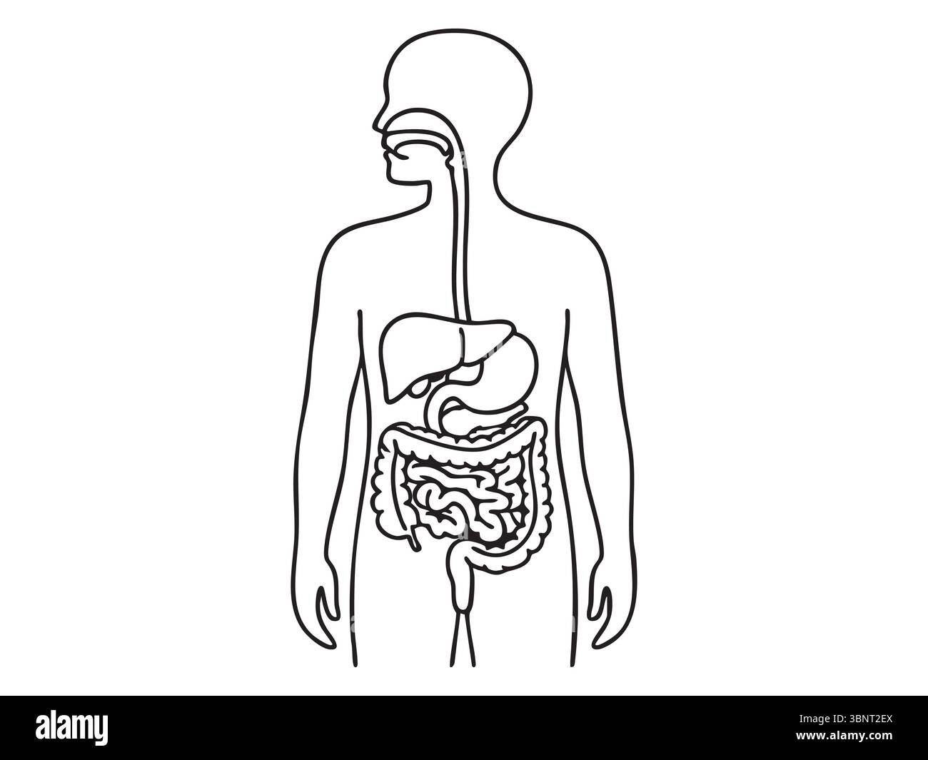 Contour noir du système digestif humain isolé sur fond blanc, illustration graphique. concept d'anatomie, formation médicale, santé, biologie, in Illustration de Vecteur