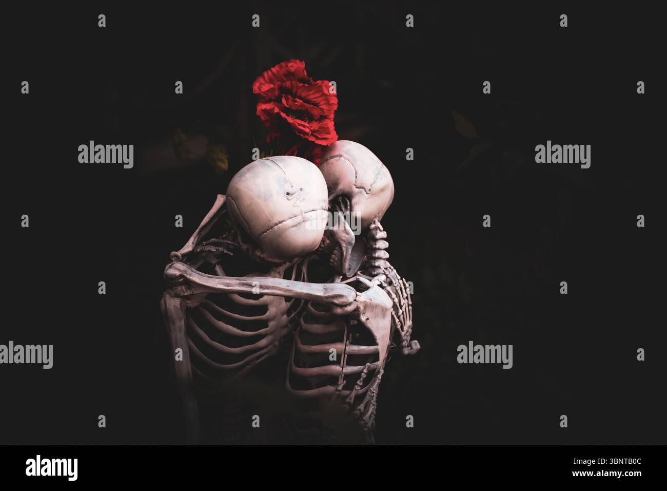 Deux squelettes embrassant avec une rose rouge sur fond sombre Banque D'Images