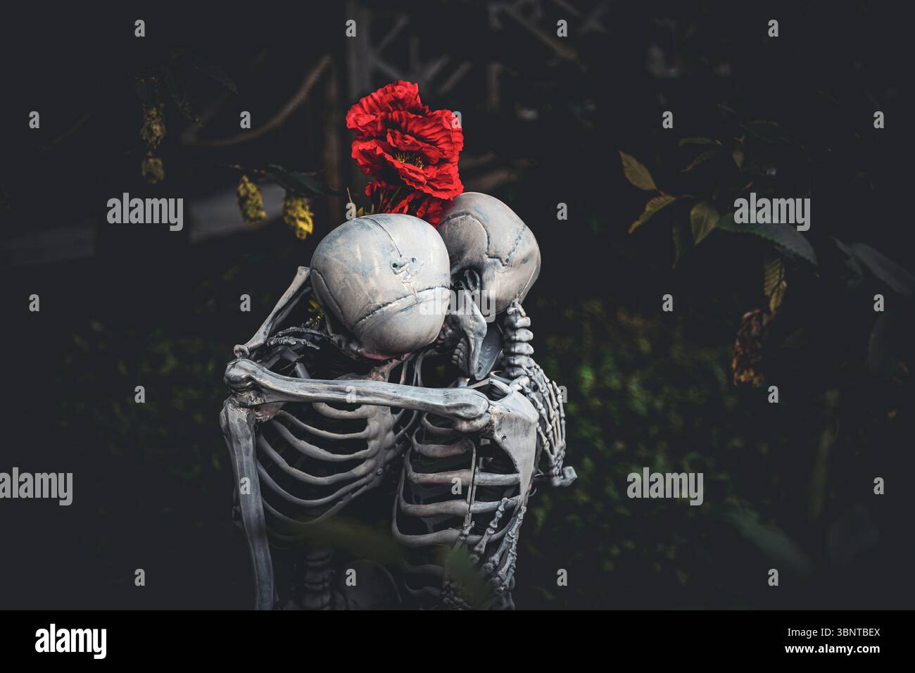 Deux squelettes embrassant avec une rose rouge sur fond sombre Banque D'Images