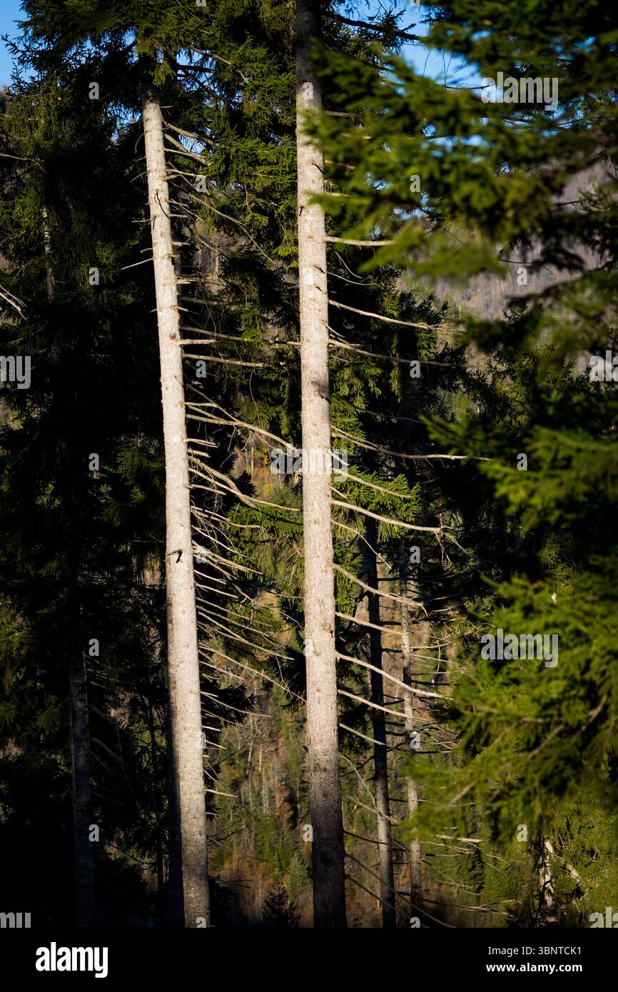 Pins ensoleillés dans dense Mountain Forest Banque D'Images