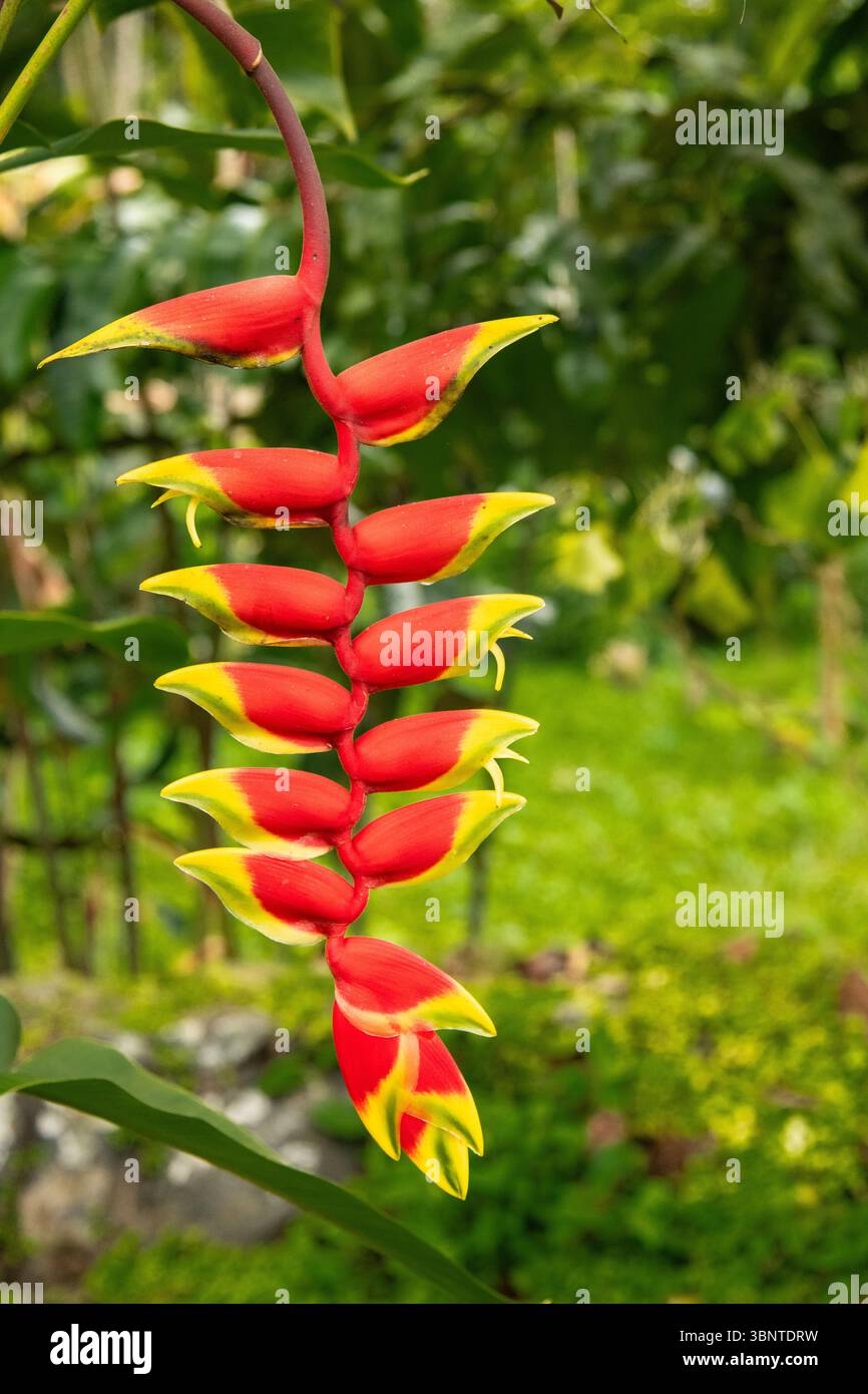 Heliconia rostrata, également connue sous le nom de griffe de homard suspendue ou faux oiseau de paradis, a été prise à Sao Tomé Banque D'Images