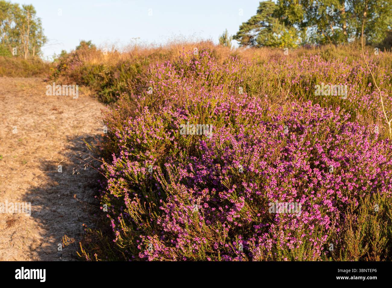 Landes de plaine, paysage coloré en été à Crooksbury Common, Surrey, Angleterre, Royaume-Uni, avec bruyère de cloche rose pourpre (Erica cinerea) en fleur Banque D'Images