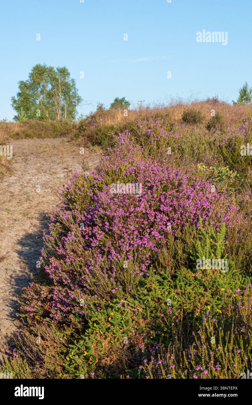 Landes de plaine, paysage coloré en été à Crooksbury Common, Surrey, Angleterre, Royaume-Uni, avec bruyère de cloche rose pourpre (Erica cinerea) en fleur Banque D'Images