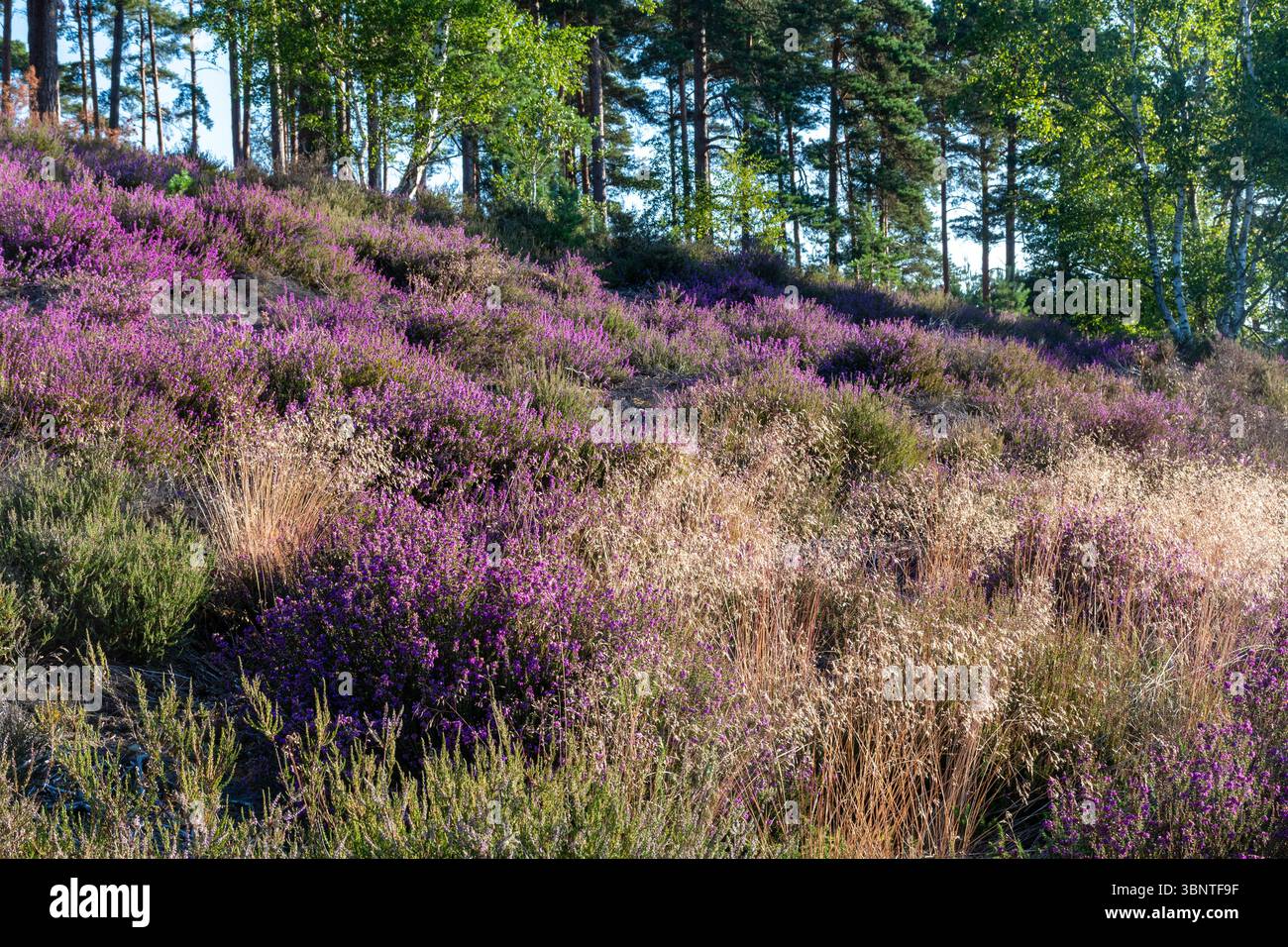 Landes de plaine, paysage coloré en été à Crooksbury Common, Surrey, Angleterre, Royaume-Uni, avec bruyère de cloche rose pourpre (Erica cinerea) en fleur Banque D'Images