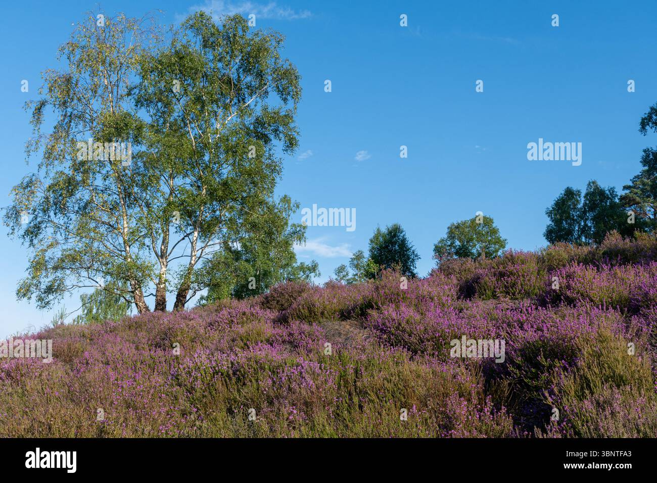 Landes de plaine, paysage coloré en été à Crooksbury Common, Surrey, Angleterre, Royaume-Uni, avec bruyère de cloche rose pourpre (Erica cinerea) en fleur Banque D'Images