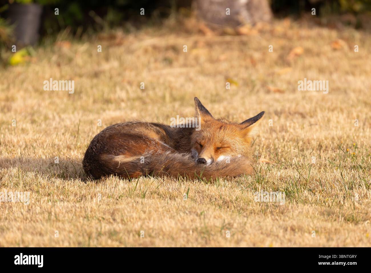 Un renard roux urbain sauvage sirène tôt le matin, au soleil d'été dans un jardin arrière du Worcestershire, au Royaume-Uni. Banque D'Images