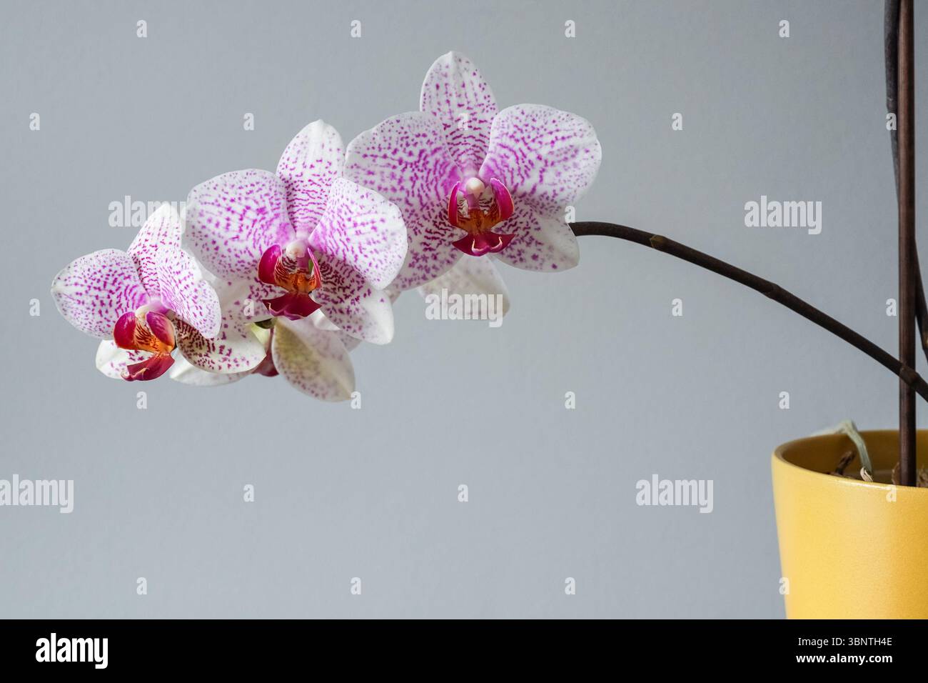 Close up of orchid flowers Banque D'Images