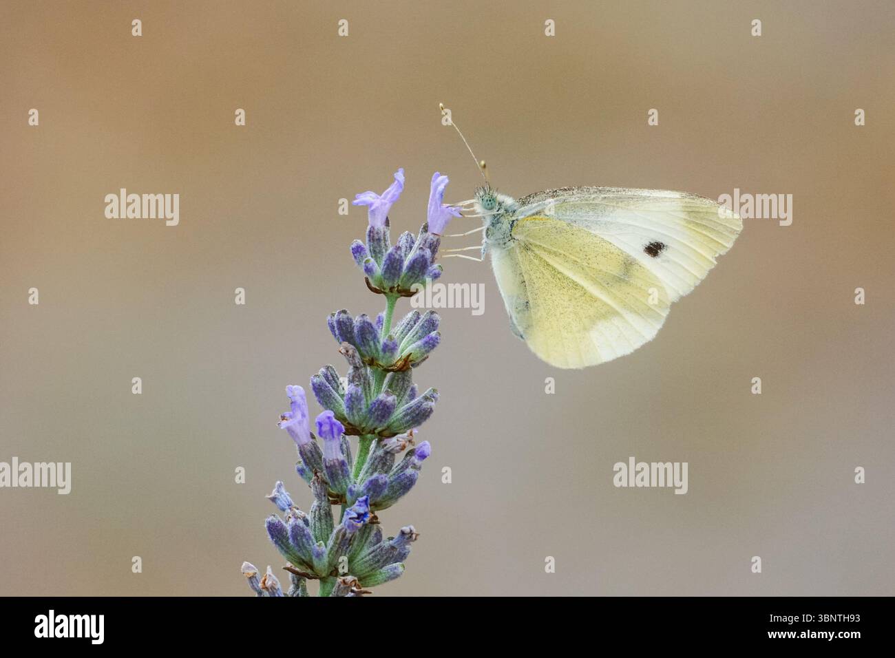 Petit papillon blanc se nourrissant de fleur de lavande Banque D'Images