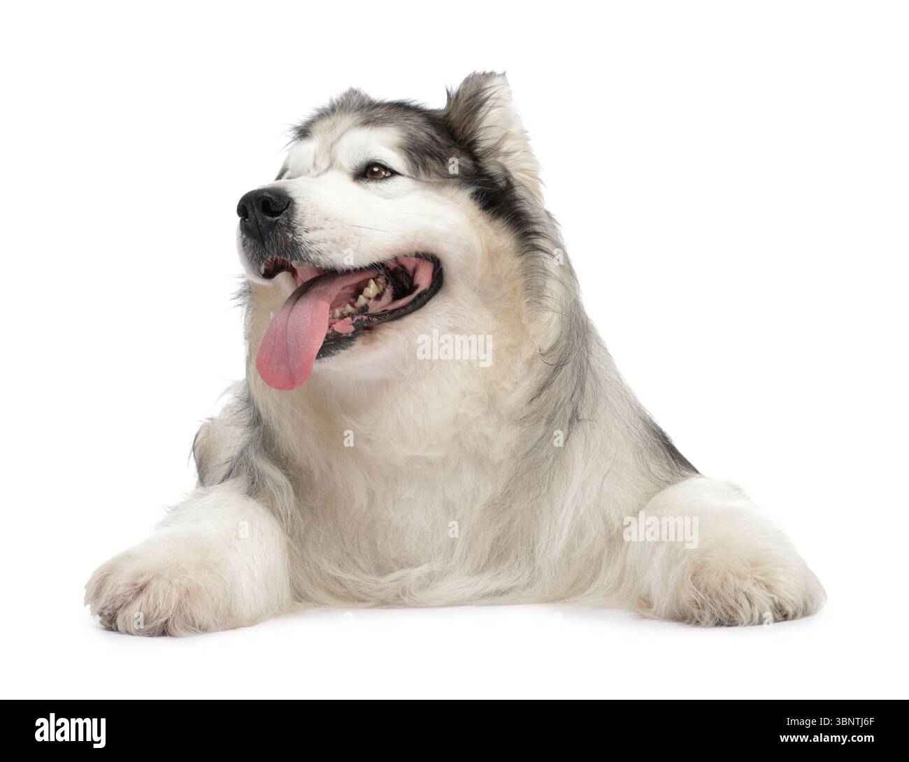 Beau chien Malamute d'Alaska sur fond blanc Banque D'Images