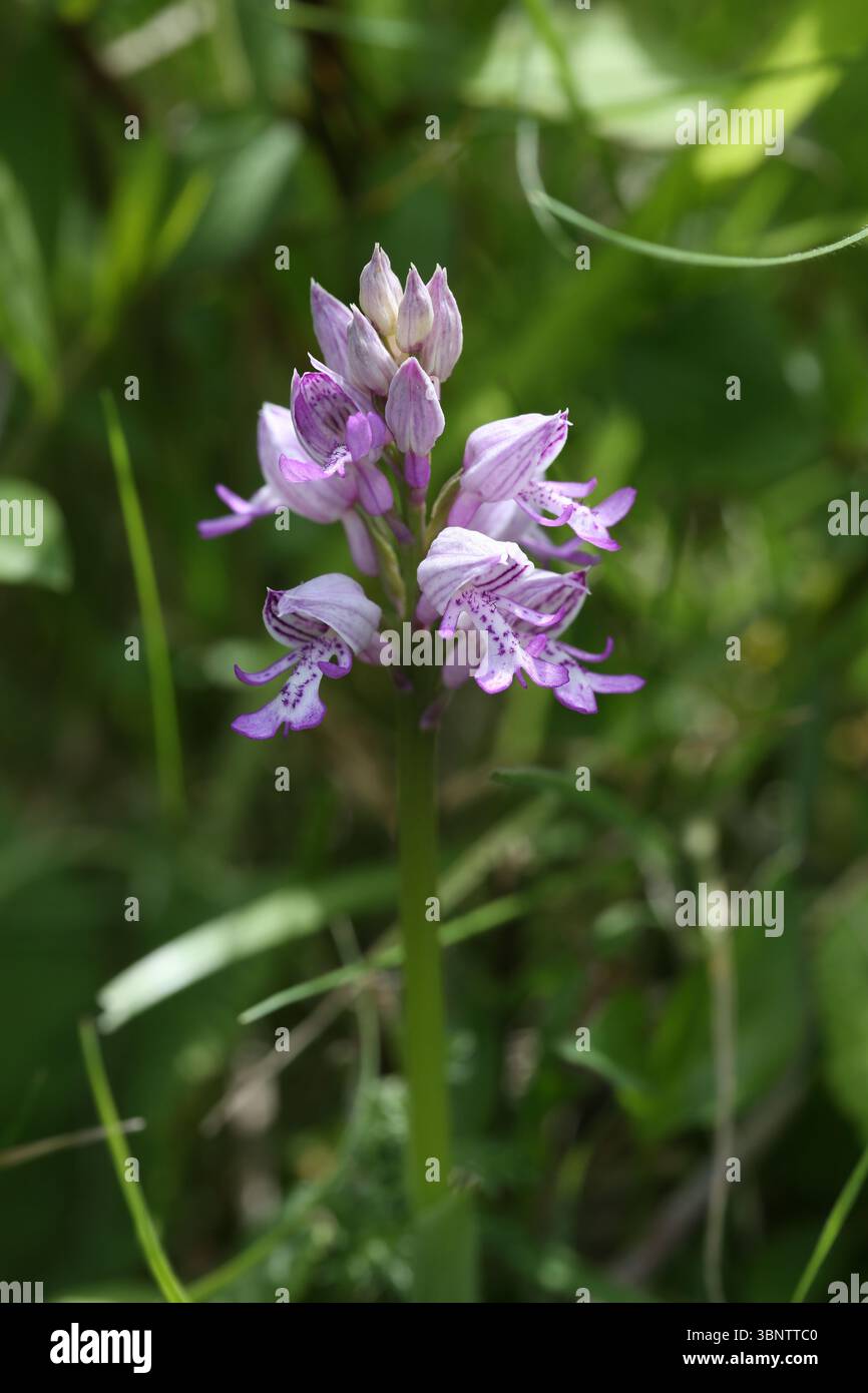Orchidée - Orchis militaris militaire Banque D'Images