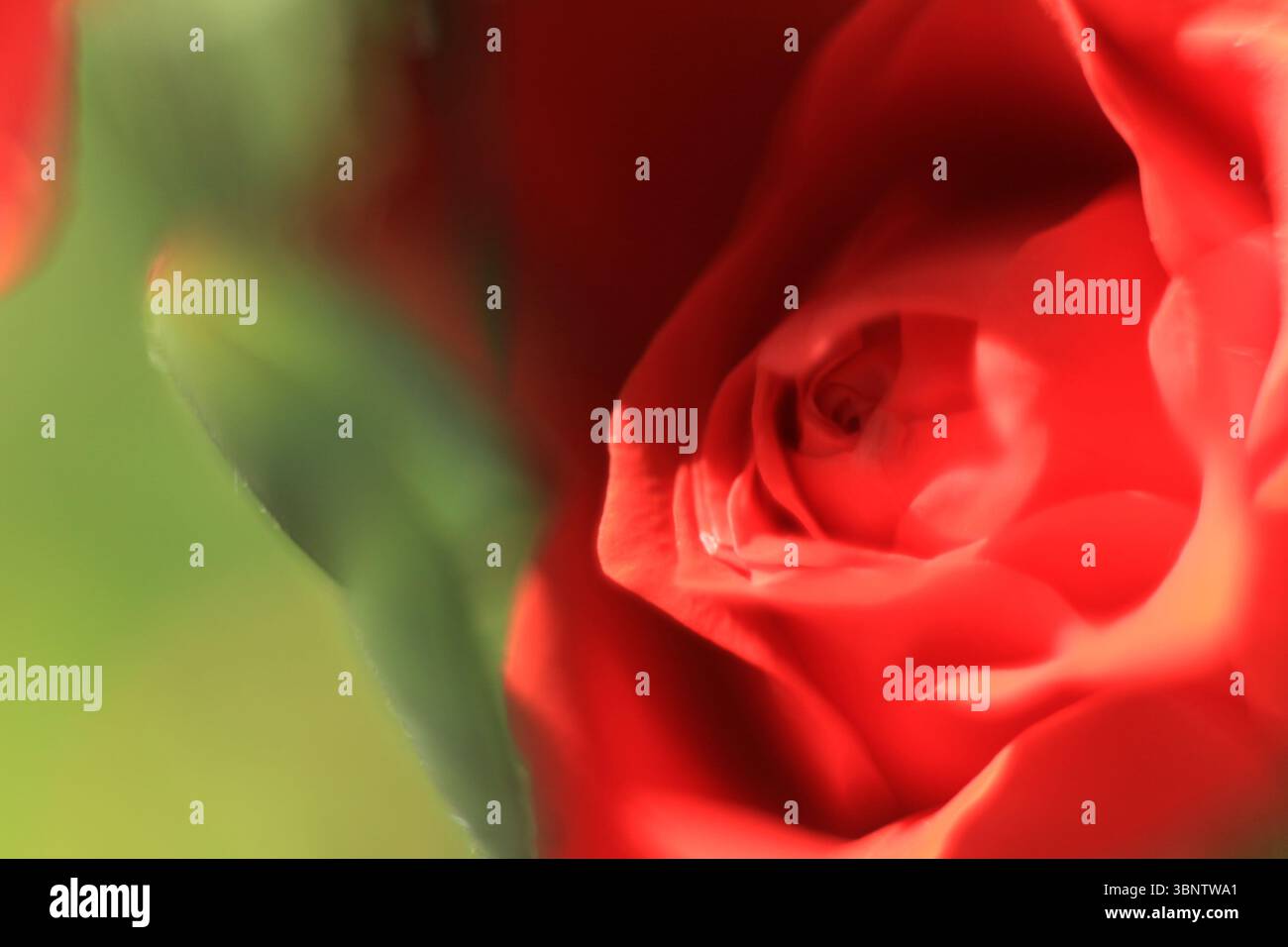Gros plan d'une rose rouge en flou Banque D'Images