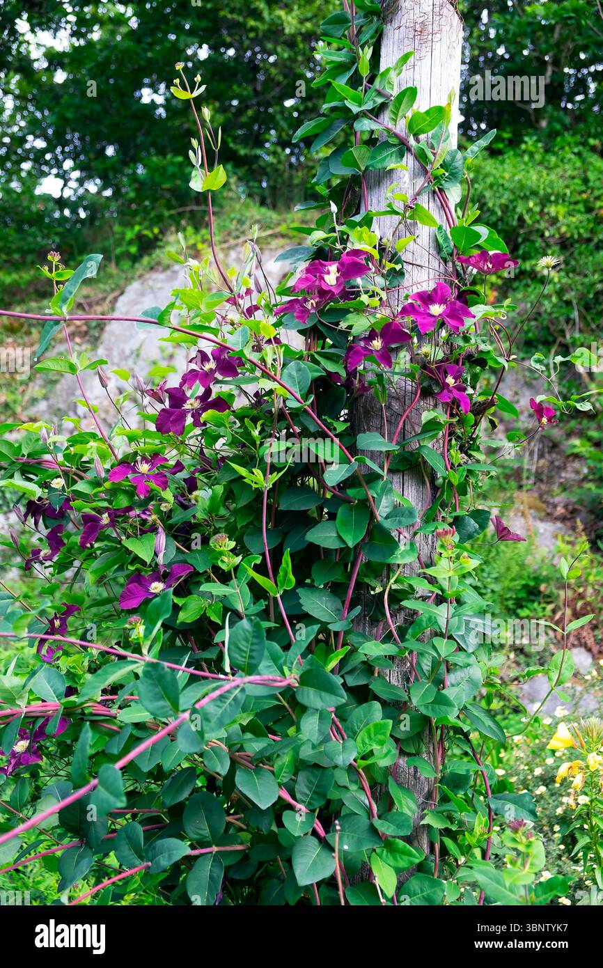 Clématites violettes avec de grandes fleurs en fleurs dans le jardin de juillet 2025 grandir un poste en été Carmarthenshire pays de Galles UK KATHY DEWITT Banque D'Images