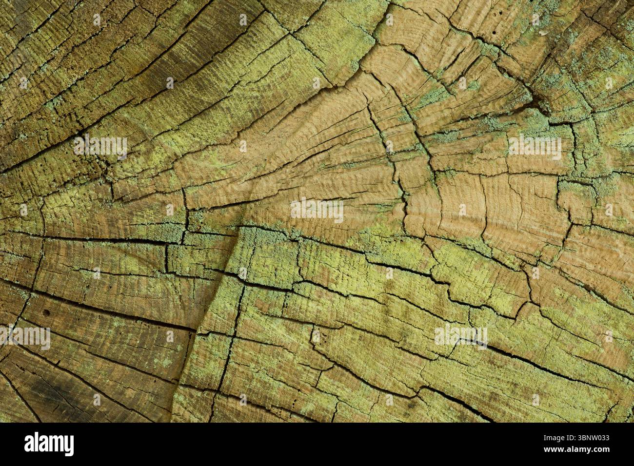 anneaux et grain sur le grand tronc d'arbre coupé montrant des couleurs attrayantes d'algues et de pourriture, abstrait, motifs natures Banque D'Images