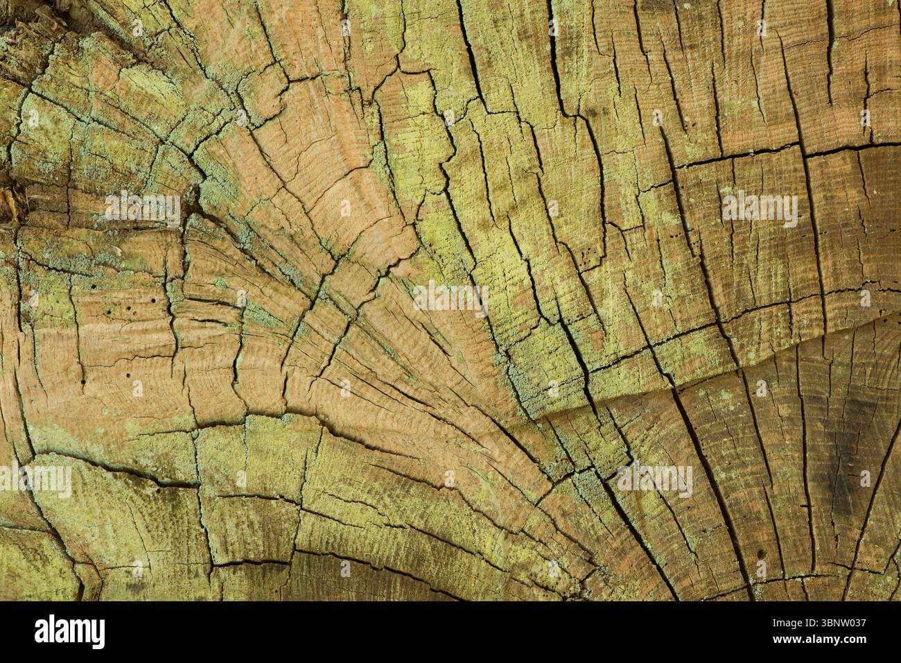 anneaux et grain sur le grand tronc d'arbre coupé montrant des couleurs attrayantes d'algues et de pourriture, abstrait, motifs natures Banque D'Images