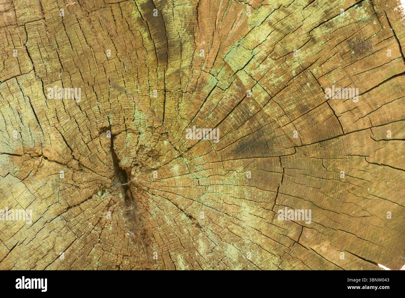 anneaux et grain sur le grand tronc d'arbre coupé montrant des couleurs attrayantes d'algues et de pourriture, abstrait, motifs natures Banque D'Images