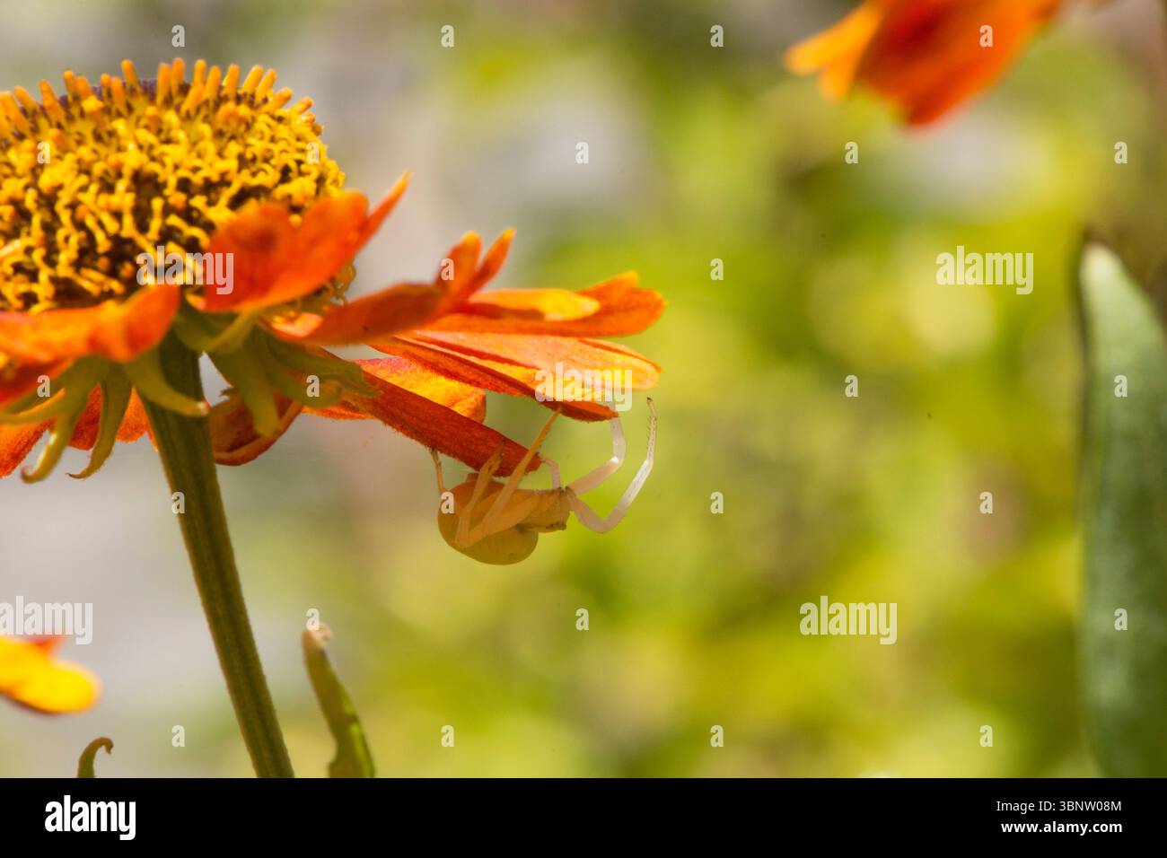 Araignée de crabe, Misumena vatia, araignée de crabe de fleur, cachée sous les pétales d'une fleur de jardin d'hélium Sussex, Royaume-Uni juillet Banque D'Images
