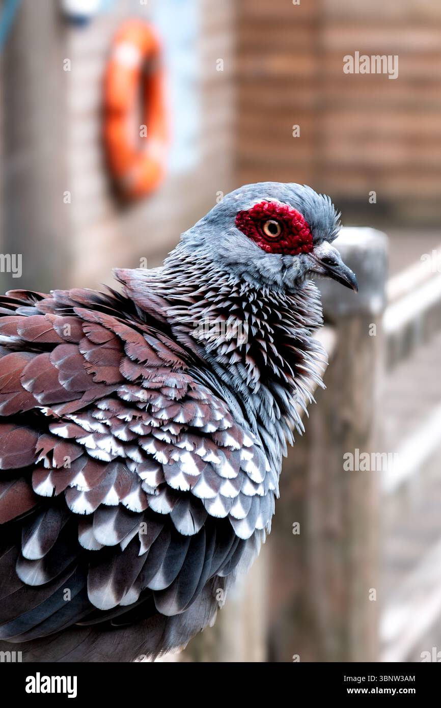 Portrait moucheté de pigeon. Gros plan. Un oiseau lumineux et coloré perché sur un quai. - Image de stock capturée avec un smartphone