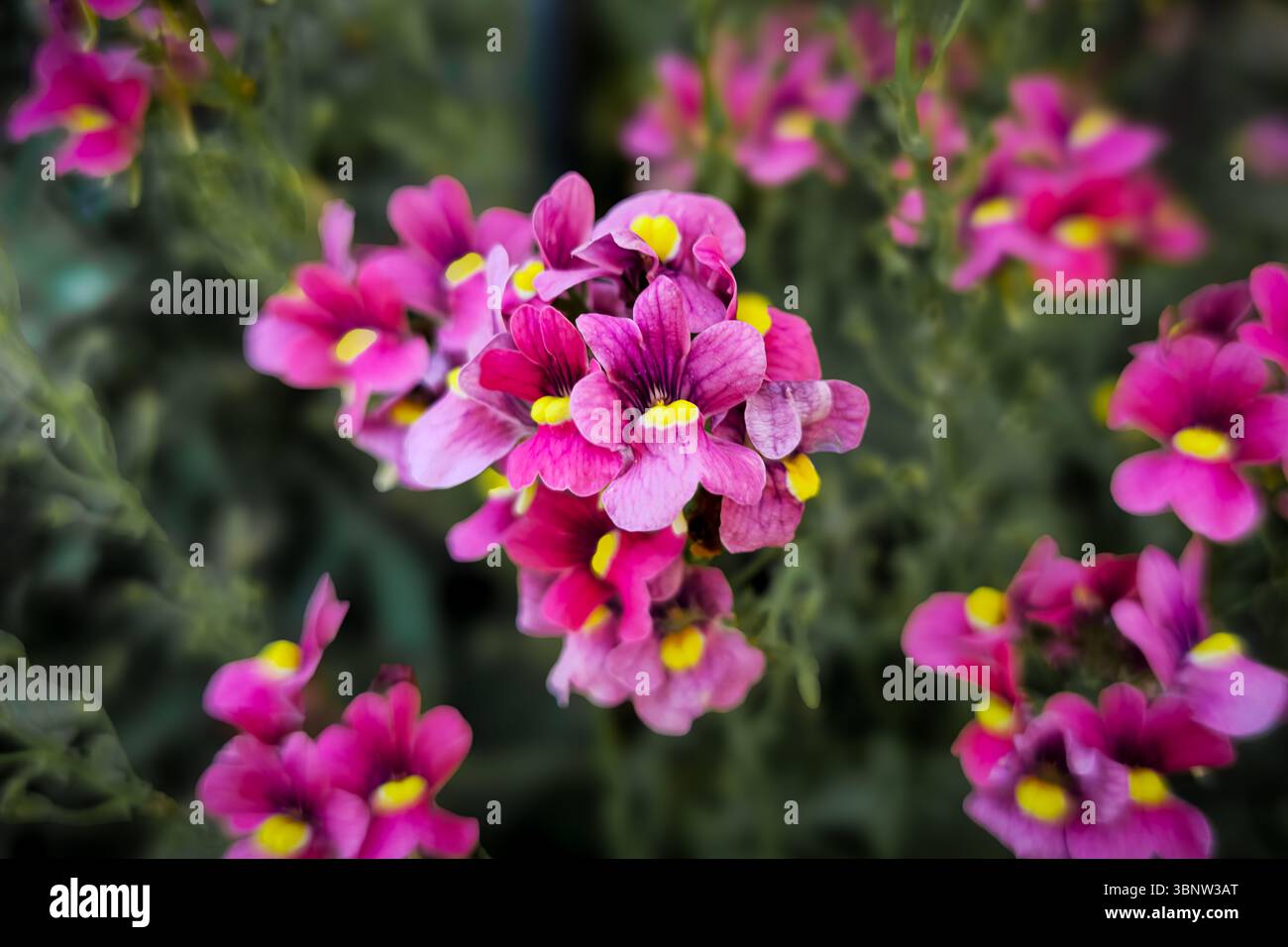 Nemesia, de belles fleurs roses. Prise de vue macro. - Image de stock capturée avec un smartphone