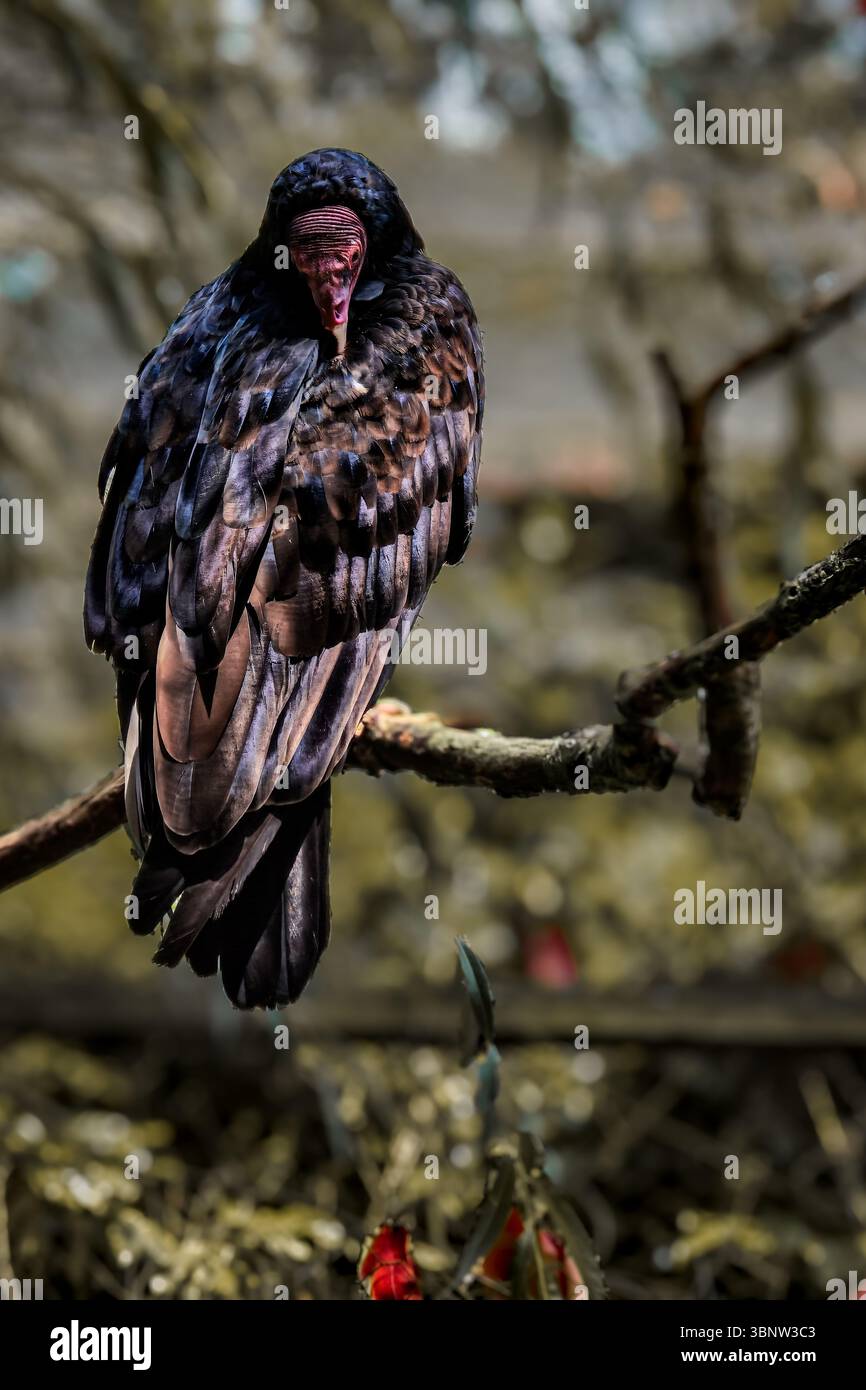 Dinde Vulture. Portrait rapproché d'un Vulture de dinde. Le monde de la faune. - Image de stock capturée avec un smartphone Dinde Vulture. Portrait rapproché d'un Vulture de dinde. Le monde de la faune. - Image de stock capturée avec un smartphone
