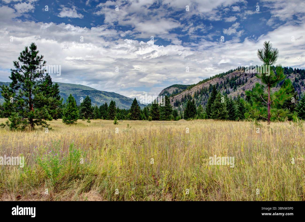 Scotch Creek (C.-B.) - 23 juillet 2014 : un champ le long d'une route rurale à l'intérieur de la Colombie-Britannique Banque D'Images