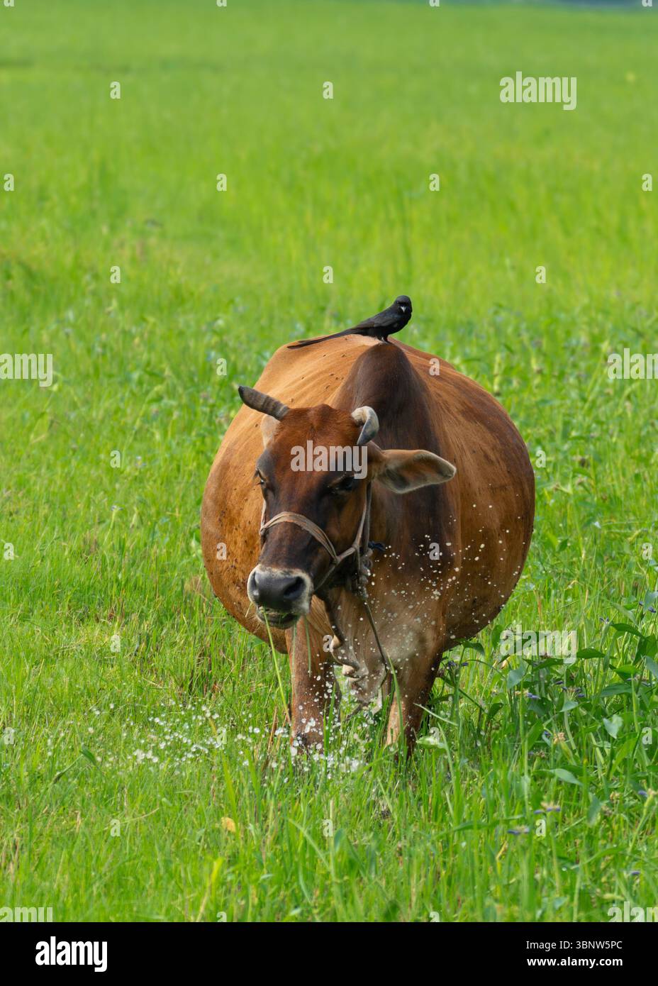 Une vache se tient dans un champ vert par une journée ensoleillée Banque D'Images