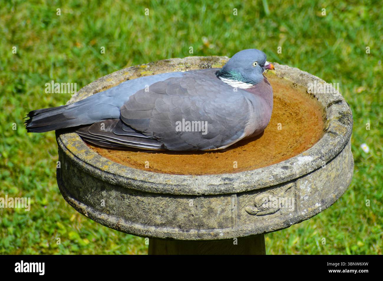 Pigeon de bois (Columba palumbus) assis dans le bain d'oiseau de jardin, Hertfordshire, Angleterre, Royaume-Uni Banque D'Images