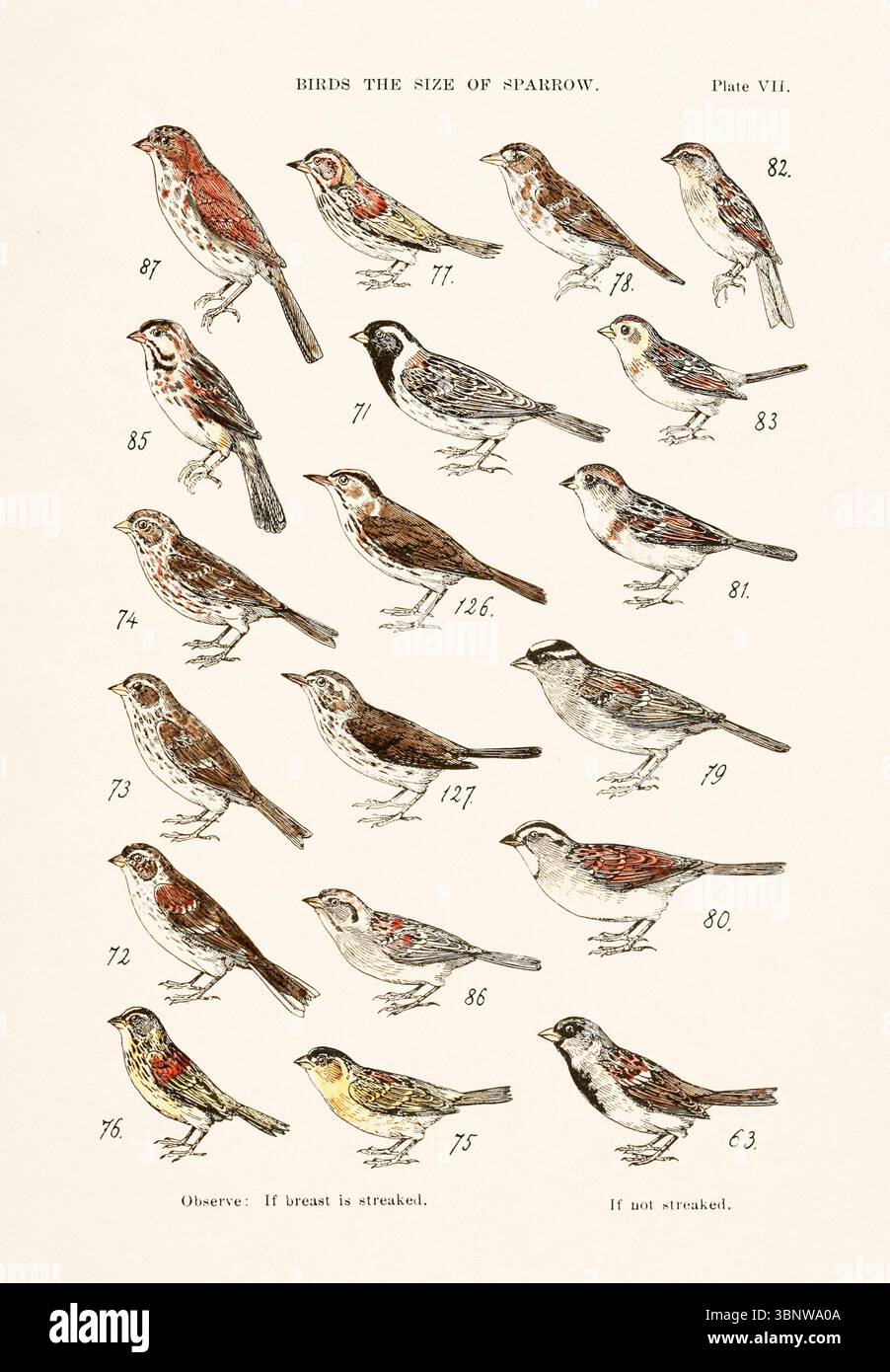 Carte des espèces d'oiseaux vintage : 87. RENARD SPARROW - 85. SONG SPARROW - 86. MOINEAU DES MARAIS - 75. MOINEAU À AILES JAUNES OU SAUTERELLE - 77. MOINEAU À QUEUE TRANCHANTE - 71. LAPONIE LONGSPUR - 126. OISEAU DE FOUR. MUGUET COURONNÉ D'OR - 127. GRIVE D'EAU - 72. FINCH D'HERBE D'AILE DE BAIE. VESPER MOPARROW - 73. IPSWICH SPARROW - 78. MOINEAU DU BORD DE MER - 82. CHALUMEAU - 83. MOINEAU DES CHAMPS - 81. ARBRE OU MOINEAU D'HIVER - 63. MAISON OU MOINEAU ANGLAIS - 80. MOINEAU À GORGE BLANCHE - 79. MOINEAU À COURONNE BLANCHE – 74. SAVANNA SPARROW Banque D'Images
