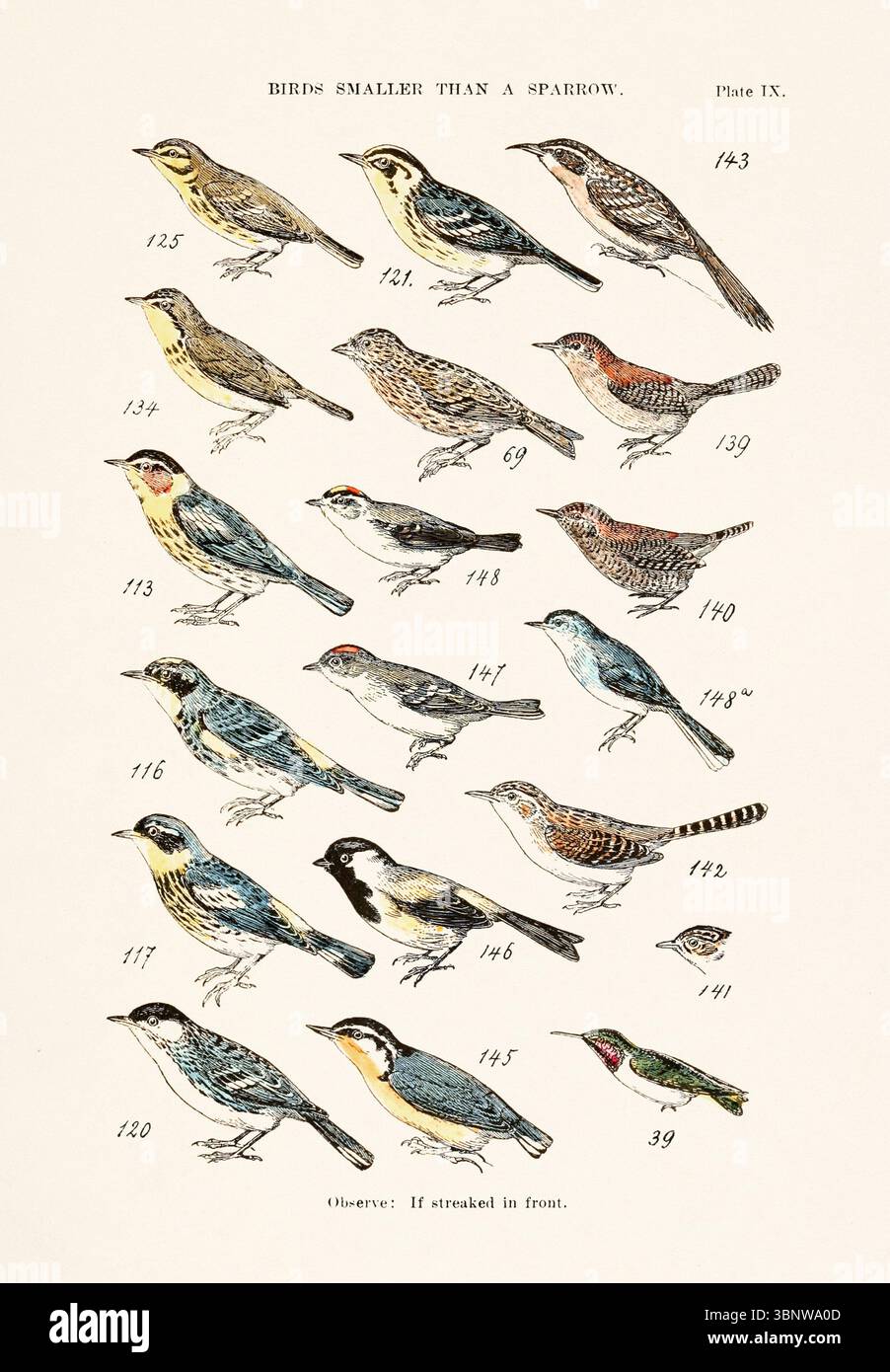 Carte des espèces d'oiseaux vintage : 125. PARULINE DES PRAIRIES - 121. PARULLE BLACKBURNIAN - 143. VITESSE RAMPANTE BRUNE - 134. PARULINE CANADIENNE - 69. PINE SISKIN. FINCH - 139. MAISON WREN - 113. CAPE MAY WARBLER - 148. KINGLET COURONNÉ D'OR - 140. WINTER WREN - 116. PARULLE JAUNE OU MYRTE - 147. RUBY-COURONNÉ KINGLET - 148A. GNATCATCHER BLEU-GRIS - 117. PARULLE NOIRE ET JAUNE OU MAGNOLIA - 146. CHICKADEE TITMOUSE - 141. MARSH WREN À FACTURATION COURTE - 120. PARULLE NOIRE - 145. ÉCOUTILLE ROUGE - 39. OISEAU BOURDONNEMENT À GORGE RUBIS Banque D'Images