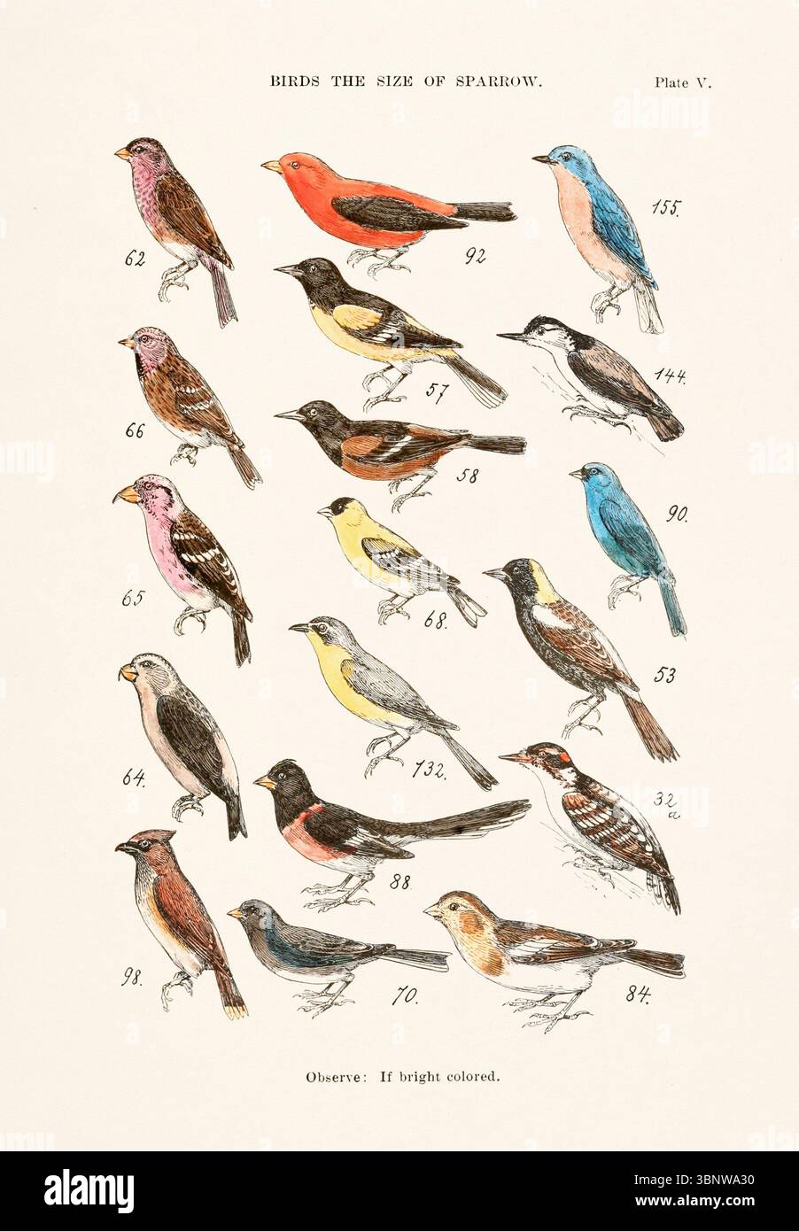 Carte des espèces d'oiseaux vintage : 62. PURPLE FINCH. LINNET ROUGE - 66. REDPOLL - 65. BEC-CROISÉ À AILES BLANCHES - 64. CROSSBILL AMÉRICAIN - 98. OISEAU CÈDRE. ÉPILATION À LA CIRE - 84. JUNCO. SNOWBIRD - 57. BALTIMORE ORIOLE, GOLDEN ROBIN - 58. ORCHARD ORIOLE - 68. AMERICAN GOLDFINCH - 132. CHAT JAUNE - 88. TOWHEE. CHEWINK - 70. SNOWBIRD. BANDEROLAGE DE NEIGE - 155. BLUEBIRD - 144. ÉCOUTILLE CROISÉE BLANCHE - 90. OISEAU INDIGO - 53. BOBOLINK, REED-BIRD OU RICEBIRD - 32A. PIC-BOIS DUVET - 92. TANAGER ÉCARLATE Banque D'Images