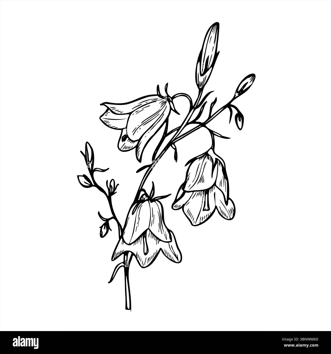 Illustration vectorielle monochrome de tige de chellflower à floraison unique peinte par des encres noires. Fleur sauvage campanula dessinée à la main pour l'impression botanique Illustration de Vecteur
