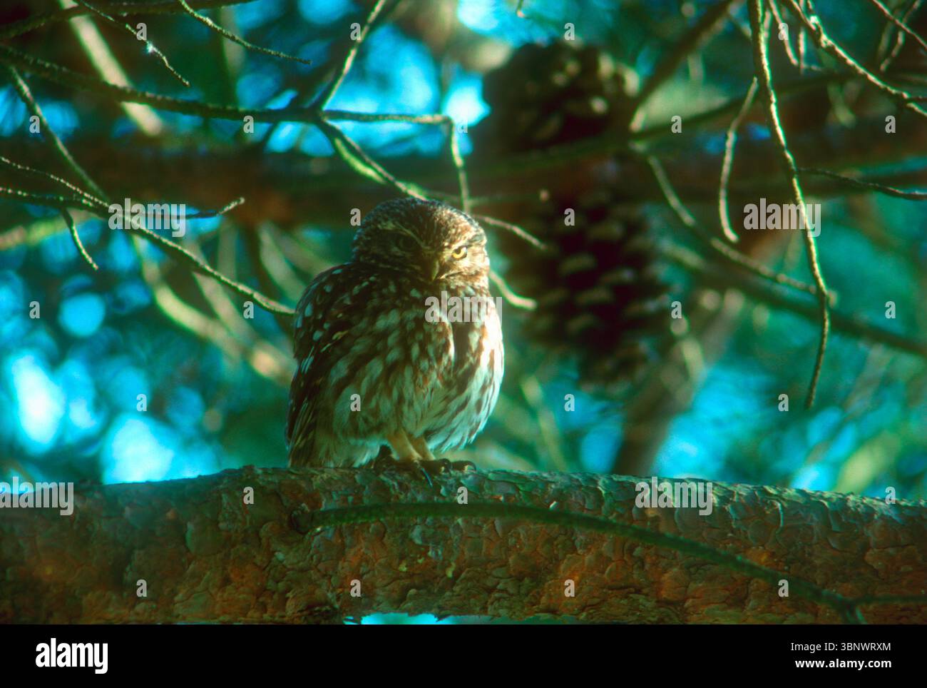 Little Owl, Athene noctua. Sur branche de pin Banque D'Images